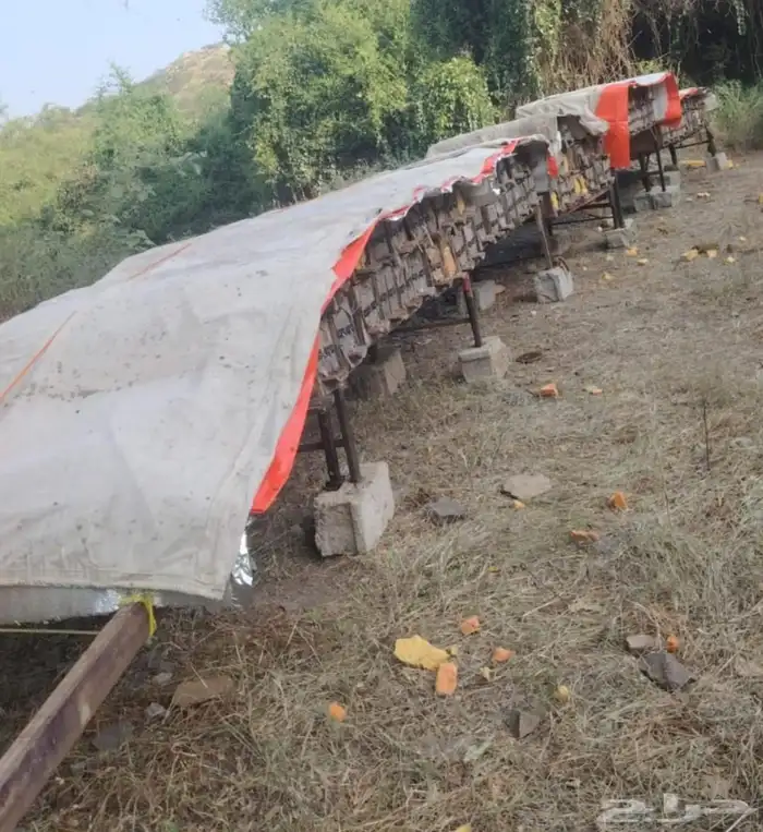 نحل للبيع كفو 2