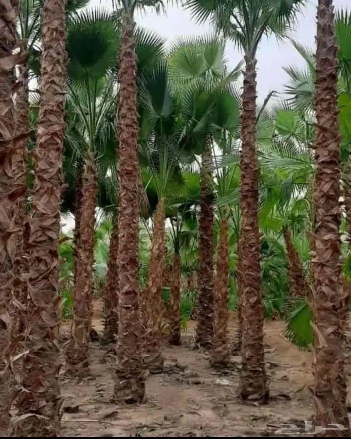 مشاتل الدمام طريق الجبيل 5