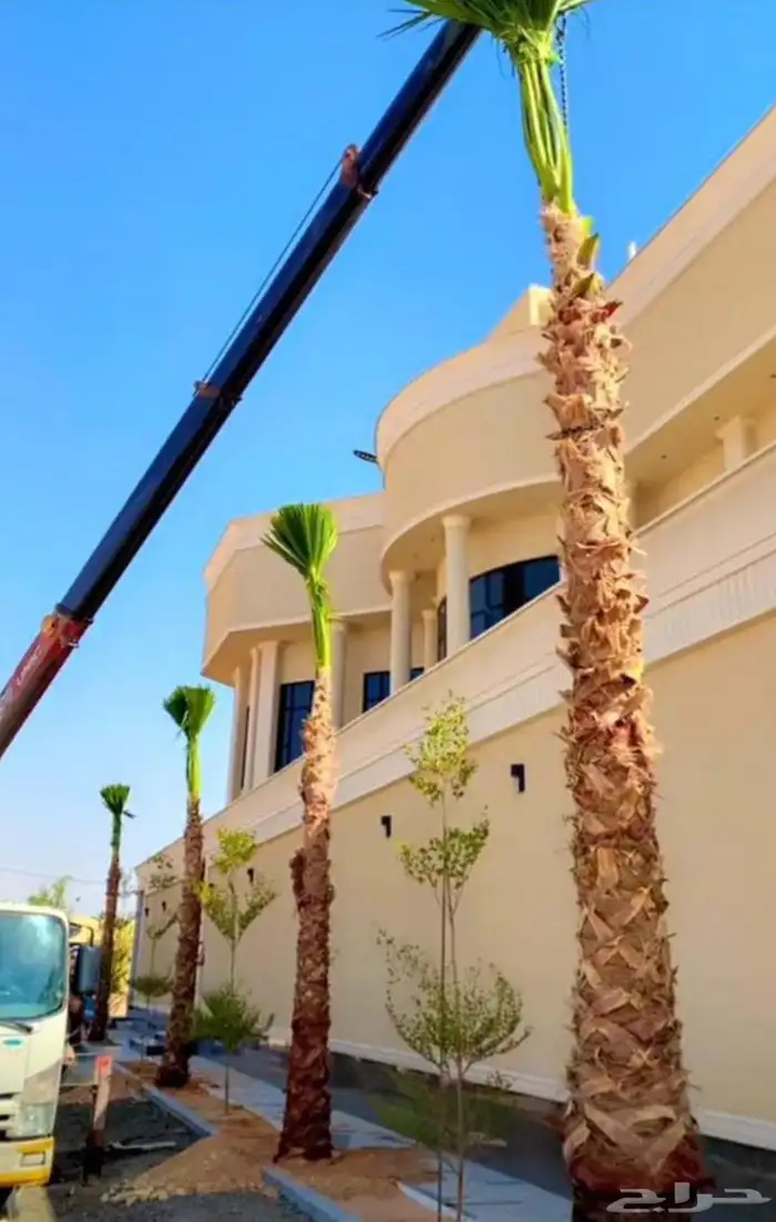 نخل امريكي واشنطني 0