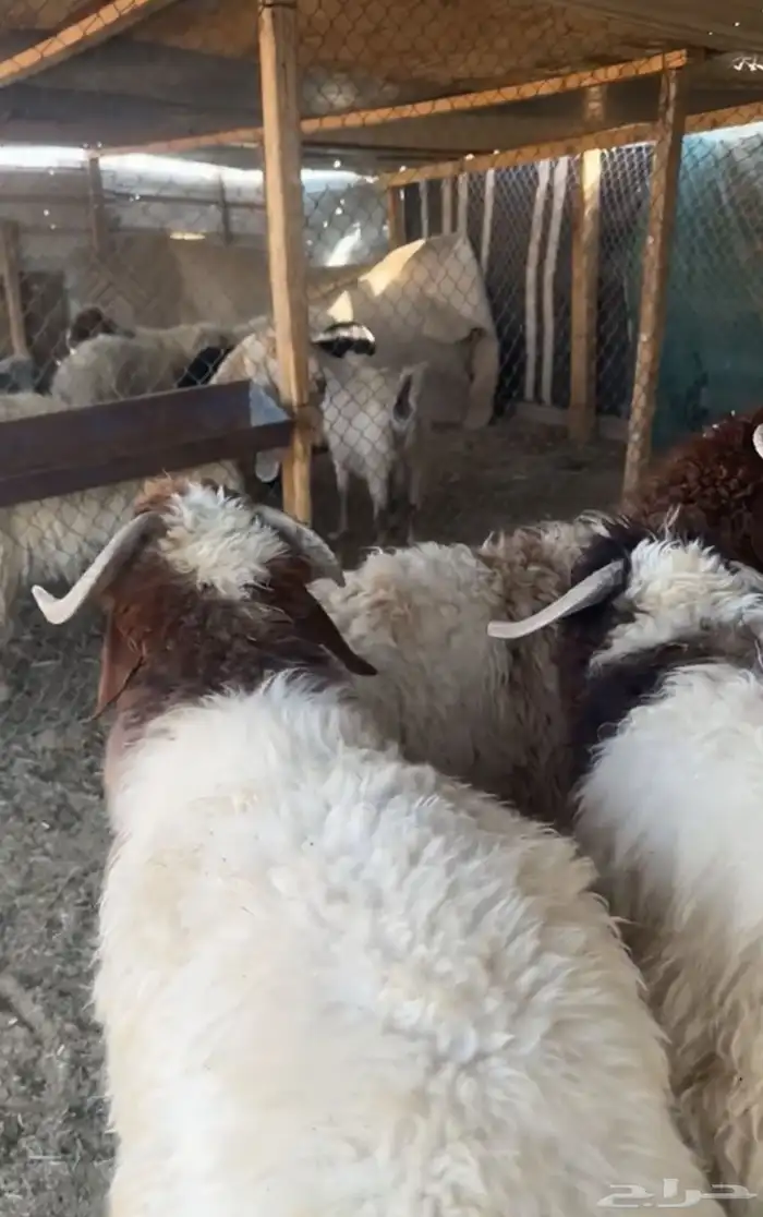 بهم نعيم خرفان جبرة وضهورها فل 1