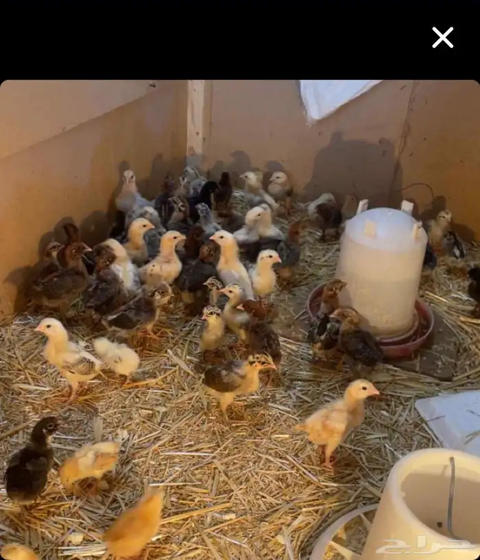 صوص دجاج سلالات طيبة من عمر يوم الى 25 يوم العدد 500 صوص 0