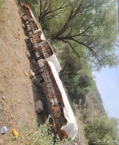 نحل للبيع كفو index