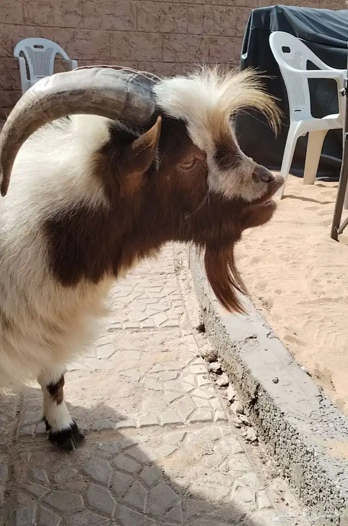 تيس قزمي ماديسو 0