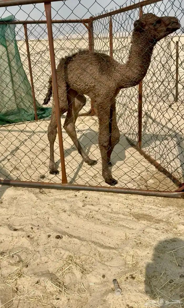 حوار ضيار اصفر 0