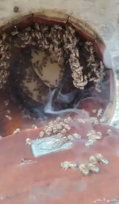 نحل للبيع كفو index