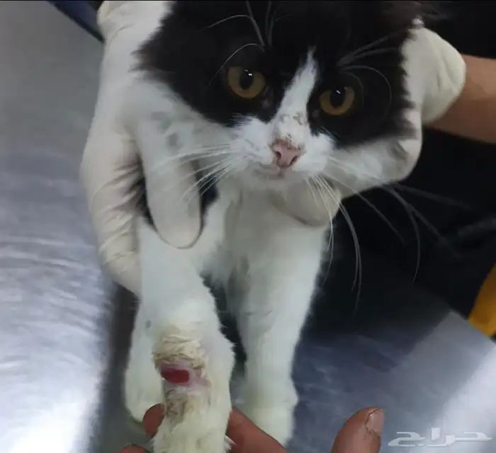 قط مشلوله يده للتبني 1