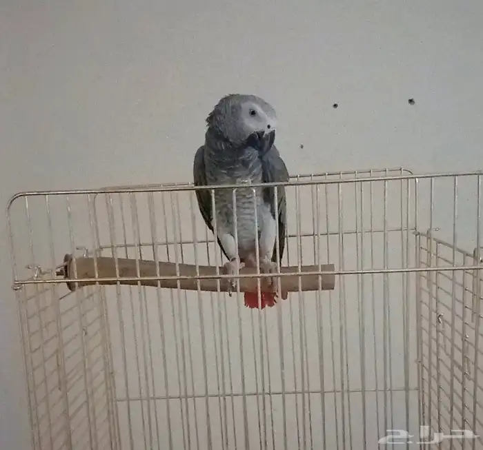 طير كاسكو متكلم أليف العمر سنتين للبيع 0