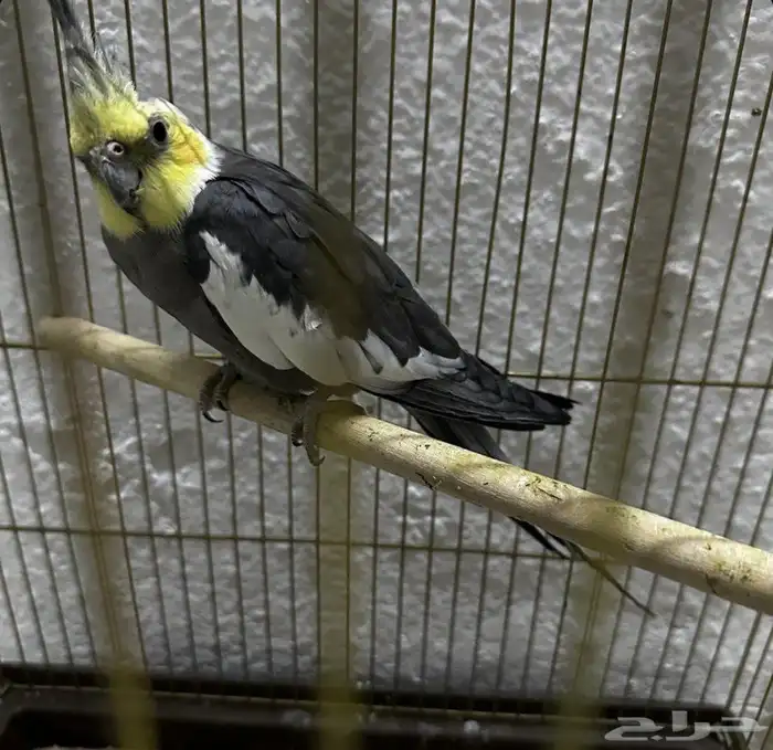 ذكر كروان باستل فيس 4