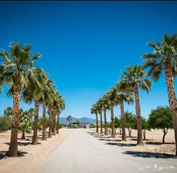 نخل واشنطني لببيع 7