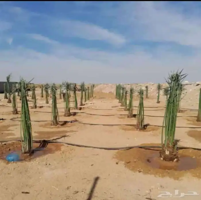 نخل للبيع العربي والزينه لتواصل 055157719 6