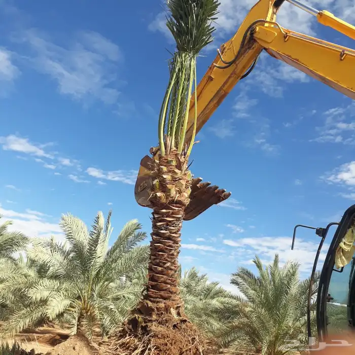 نخيل عربي فسائل نخل نخل عربي نقايل 24