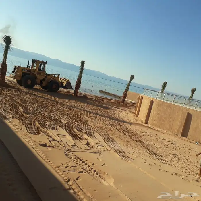 نخيل عربي فسائل نخل نخل عربي نقايل 39