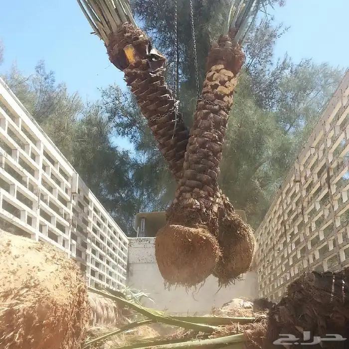 نخيل عربي فسائل نخل نخل عربي نقايل 81