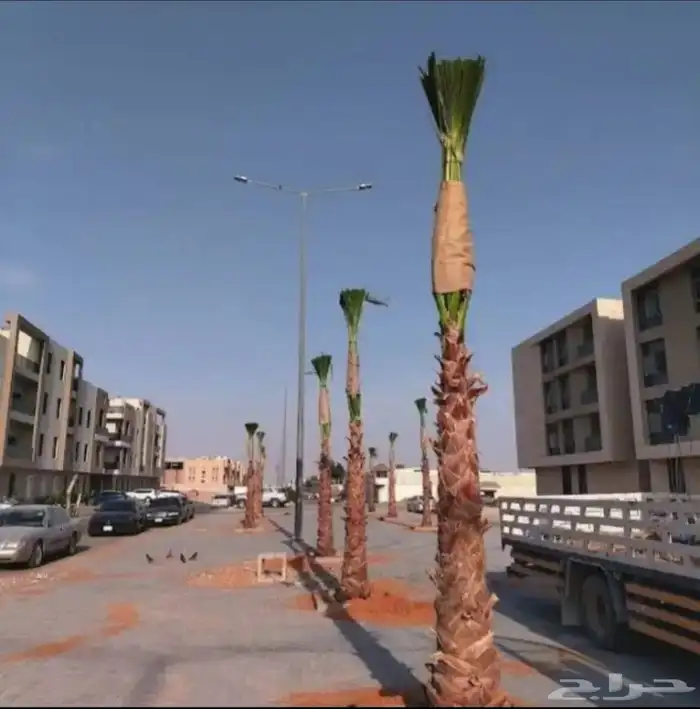 نخل امريكي واشنطني 1