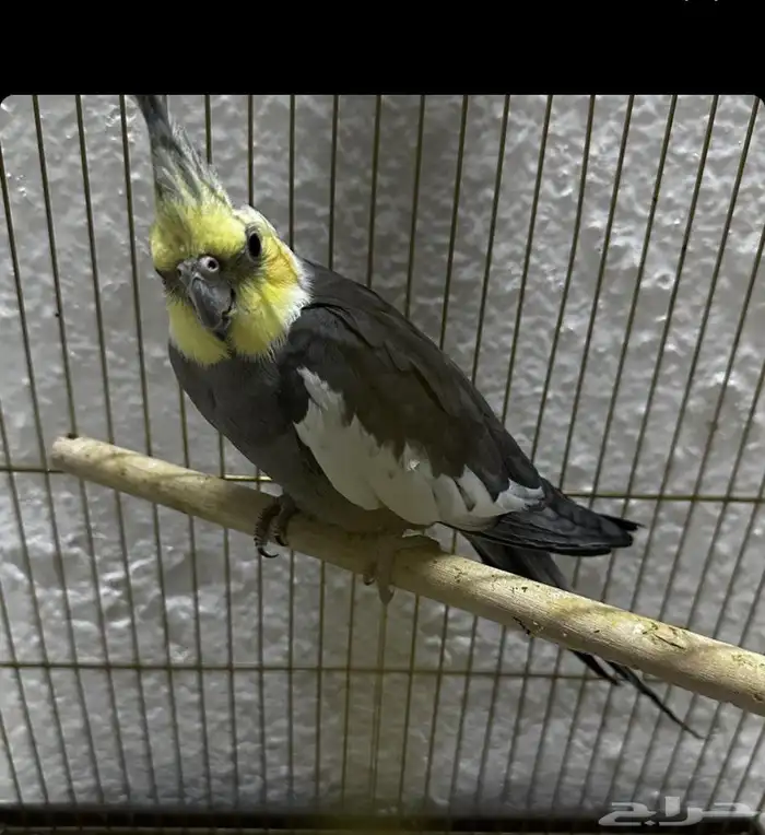 ذكر كروان باستل فيس 2