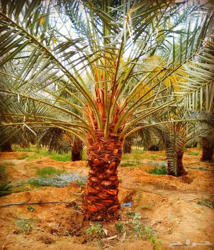 نخل مثمر نقايل جثايث واشنطني اخلاص سكري برحي صقعي شيشي هلالي 0