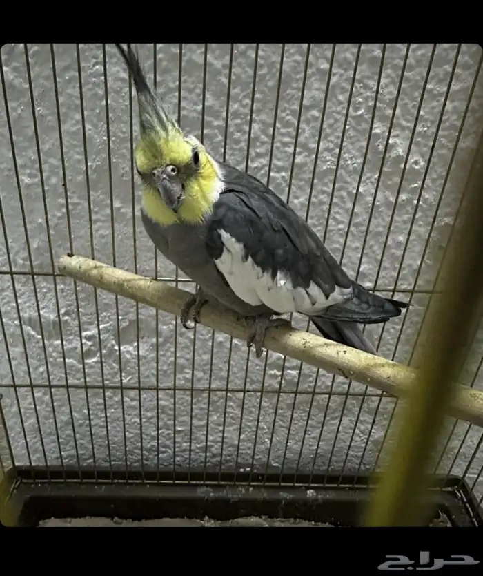 ذكر كروان باستل فيس 3