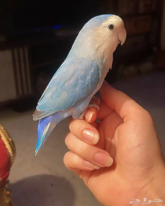 للبيع ببغاء الروز الأليف 3
