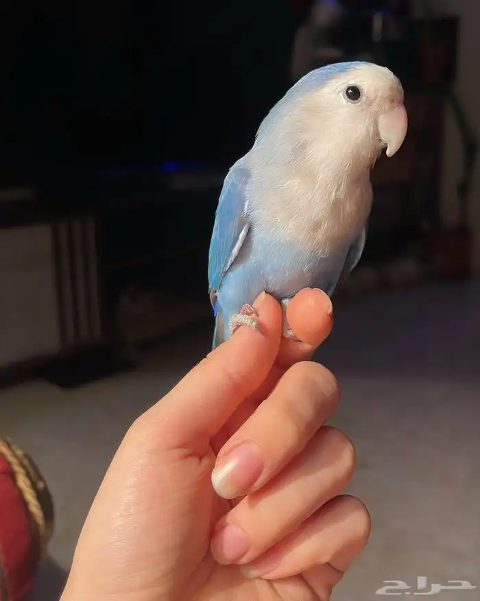 للبيع ببغاء الروز الأليف 4