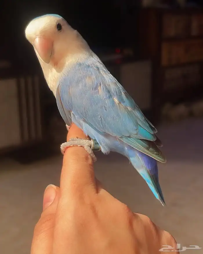 للبيع ببغاء الروز الأليف 2