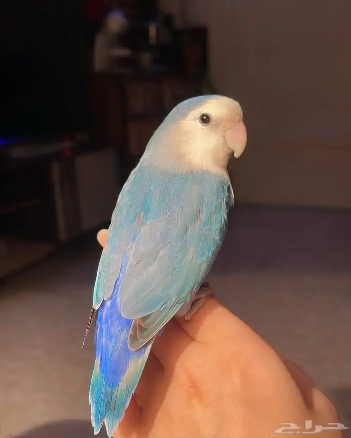 للبيع ببغاء الروز الأليف 5