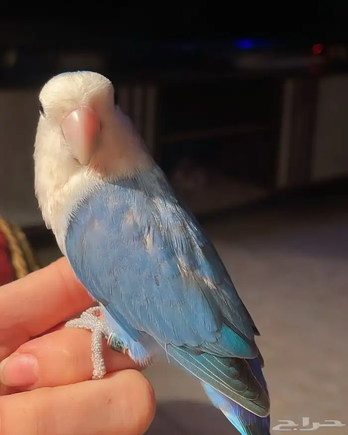 للبيع ببغاء الروز الأليف 1