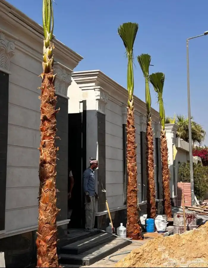 نخل امريكي واشنطني 6