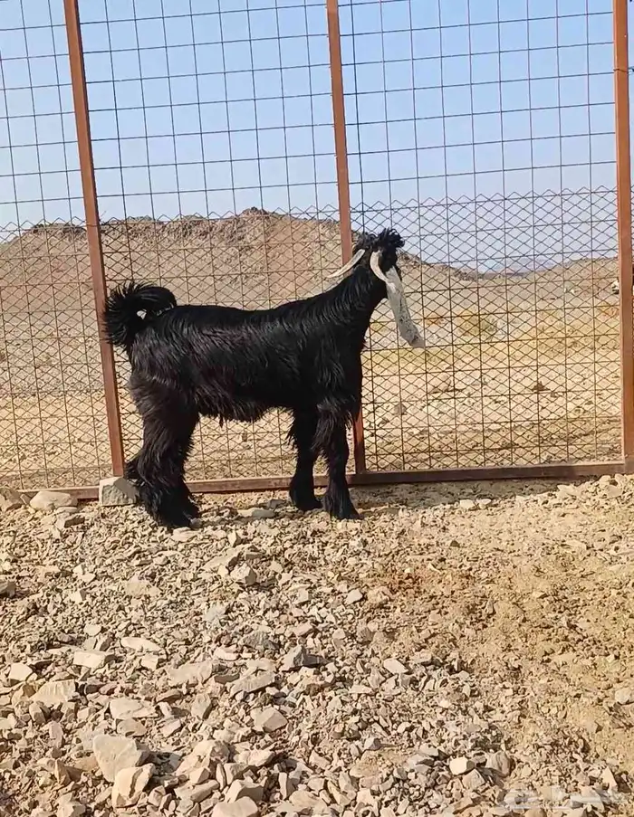 تيوس ذبايح مخصاه 0