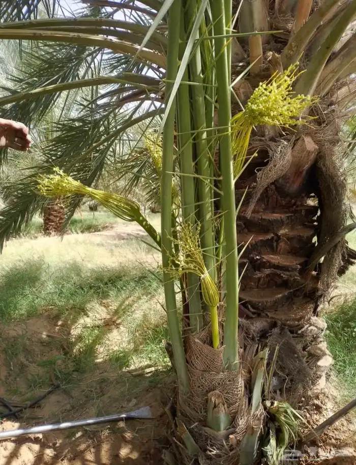 نخل للبيع العربي والزينه لتواصل 055157719 5