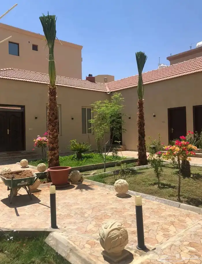 نخل امريكي واشنطني 5