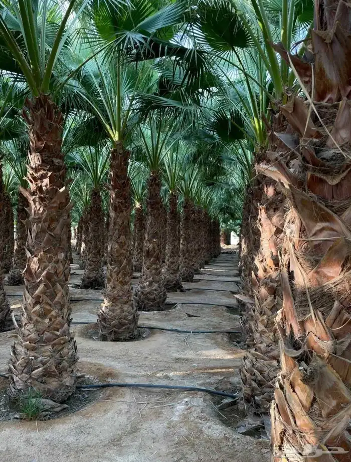 نخل للبيع العربي والزينه لتواصل 055157719 3