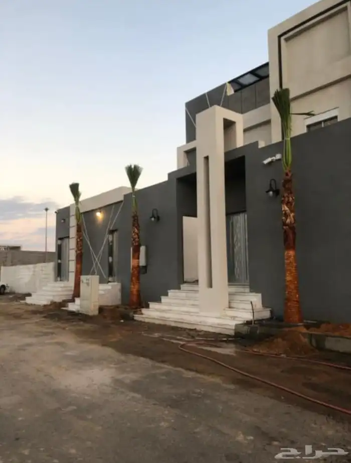 نخل امريكي واشنطني 8