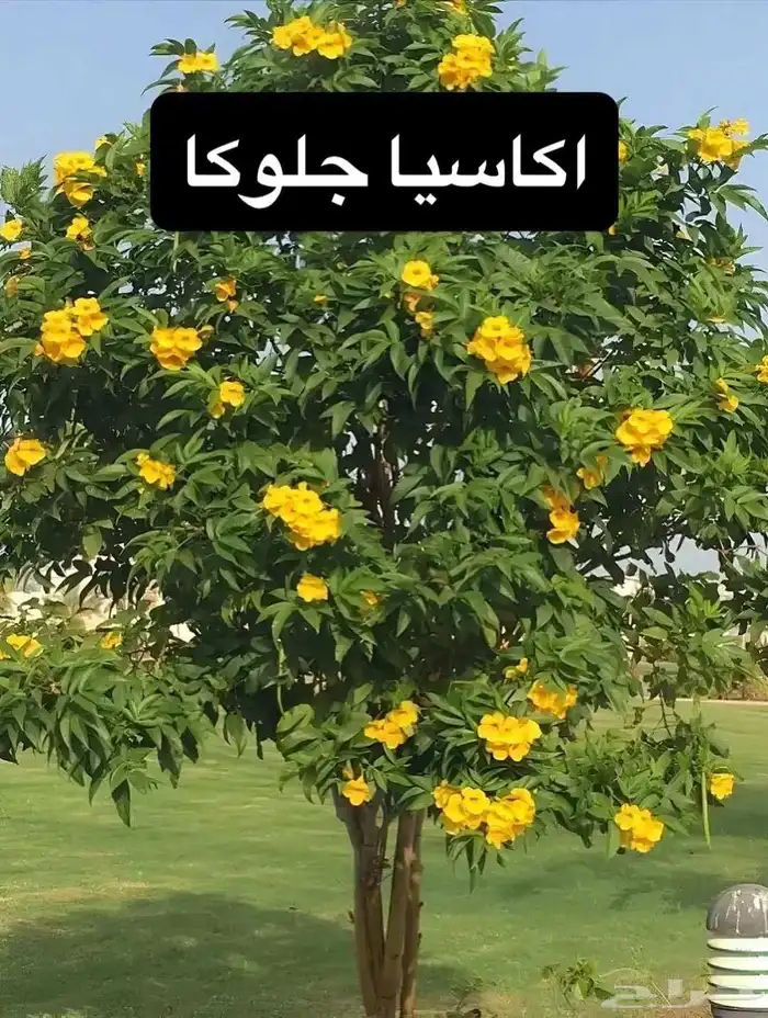 تصميم أحواض زراعية مودرن 1