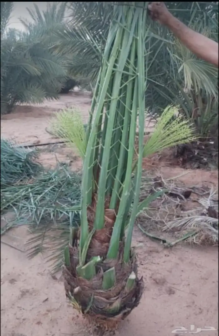 نخل للبيع العربي والزينه لتواصل 055157719 4
