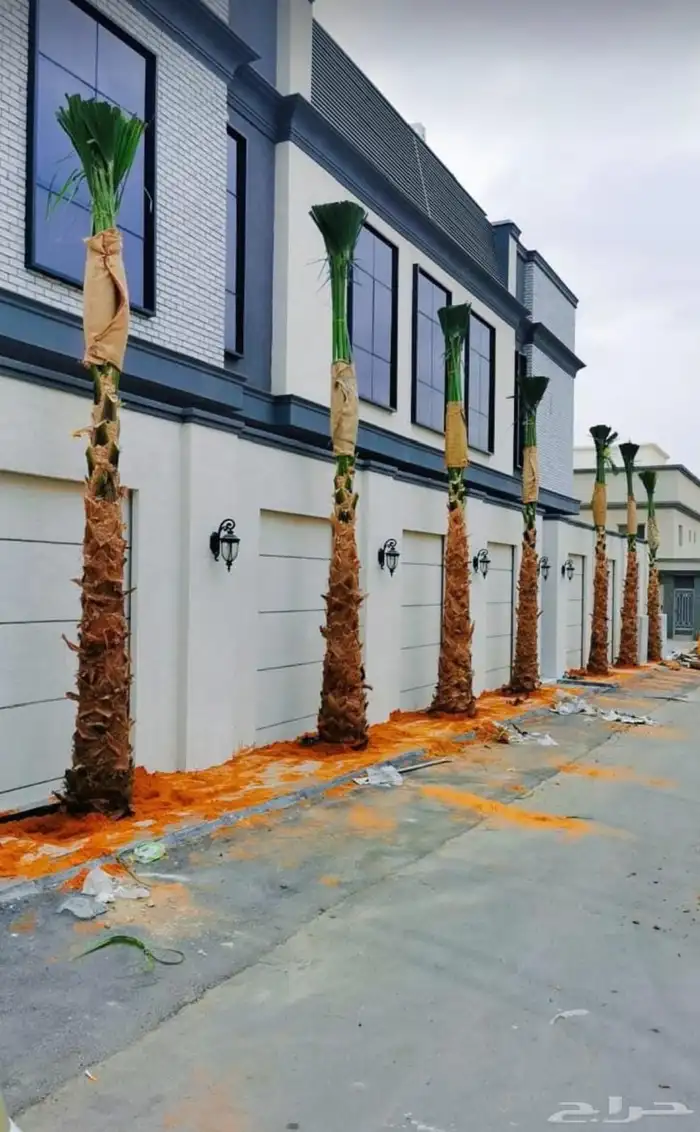 نخل امريكي واشنطني 9