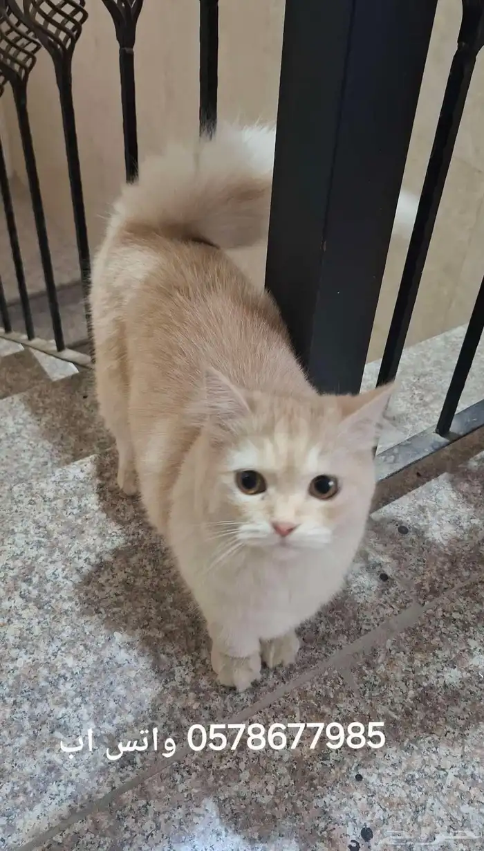 قط صغير للتبني لقيته 0