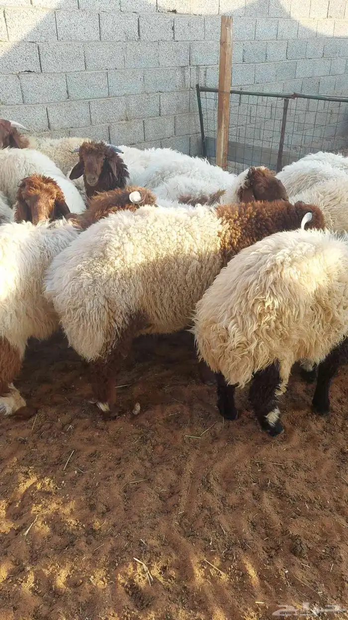 غنم نعيم بلدي 3