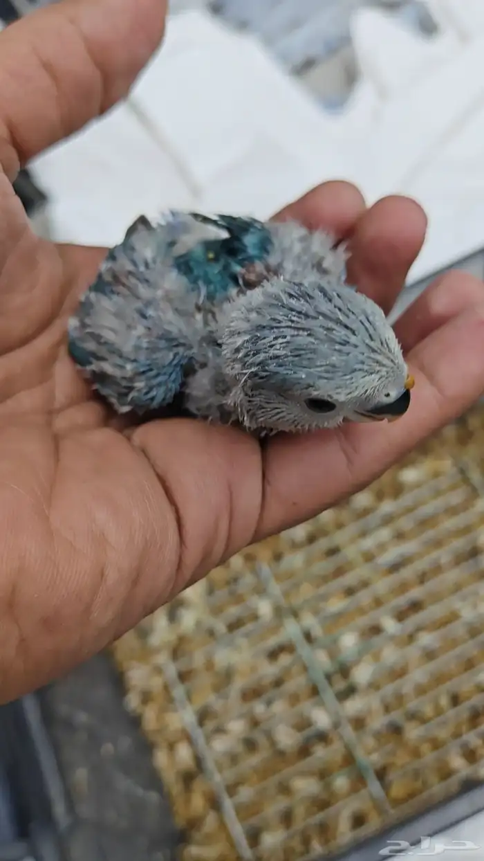 للبيع فرخ روز جاهز للغر لسى عن الزوج يغره 1