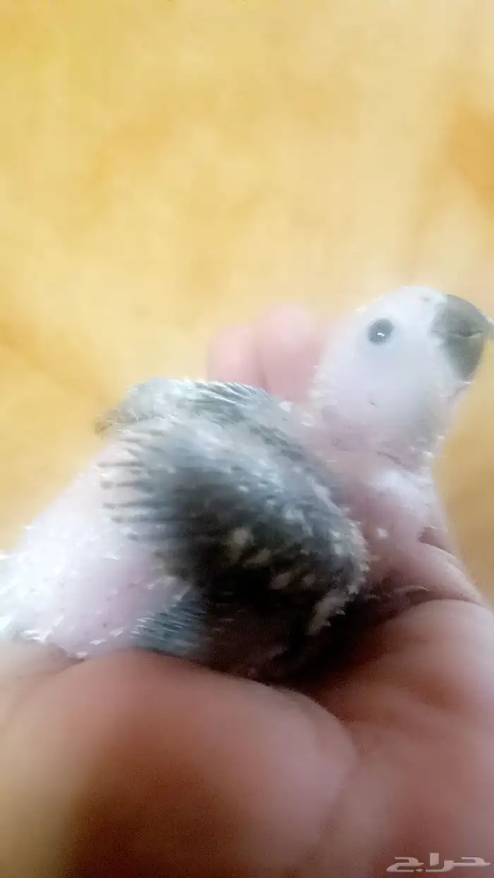 فرخ ( صن كنيور ) 4