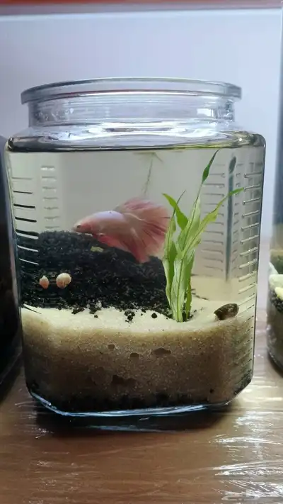 احواض طبيعة لا تحتاج تنضيف index