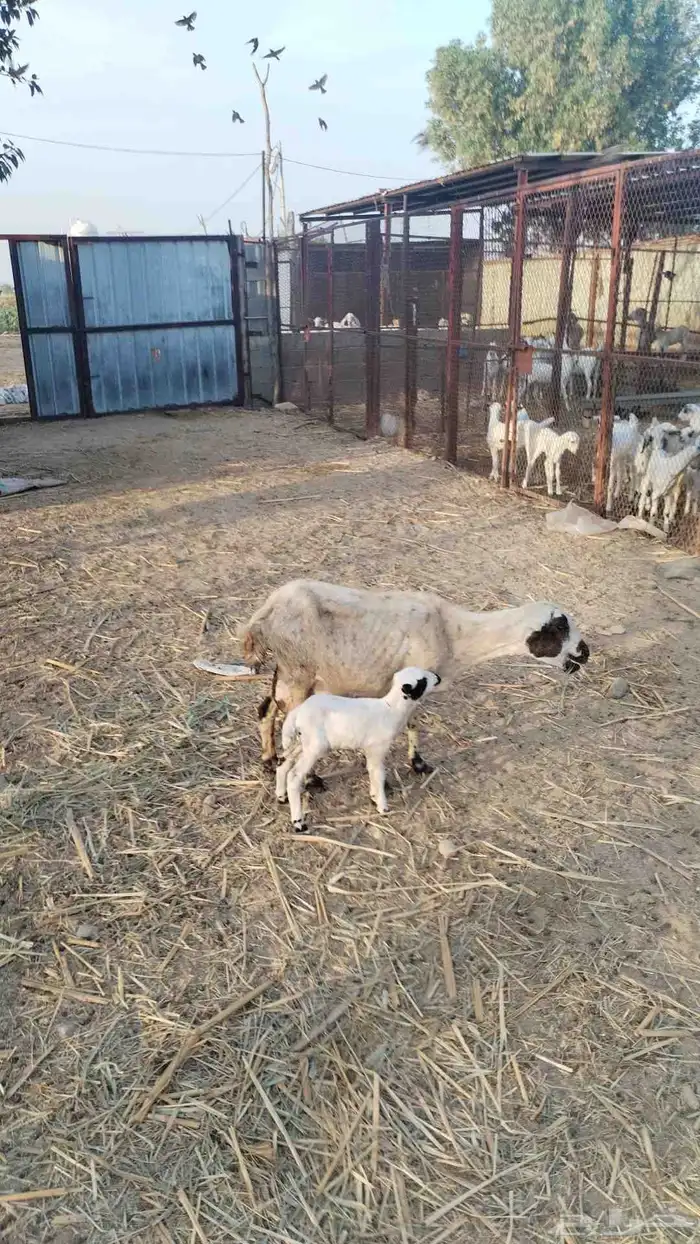 نعجة منتوج برخل 0