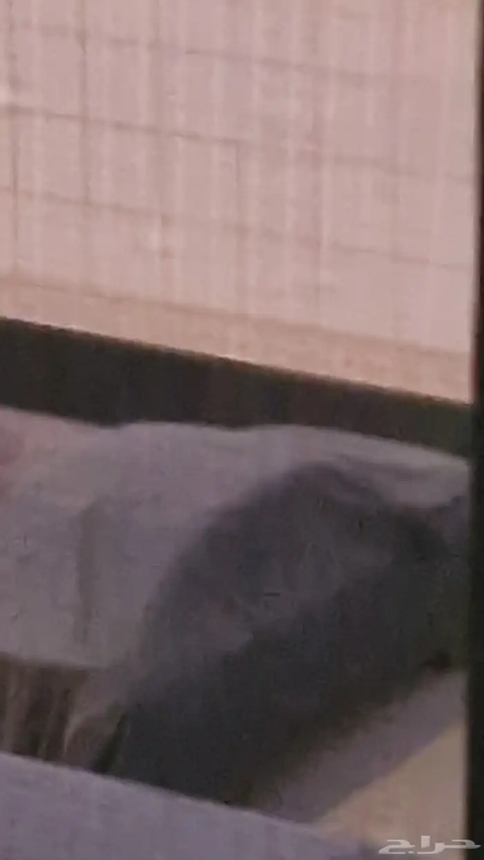 طربال ديزاير 0