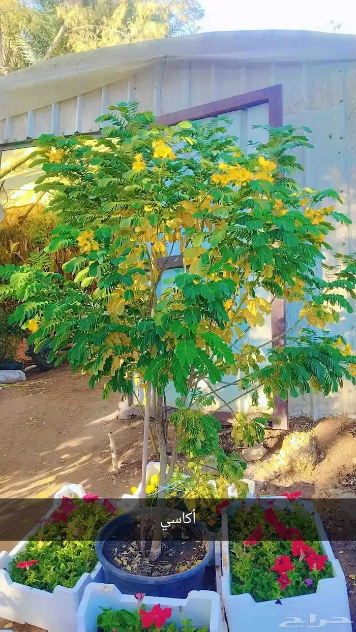 نخل وشنطن زينه ونخل عربي وأشجار 7