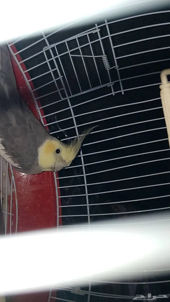 ذكر كروان باستل فيس 0