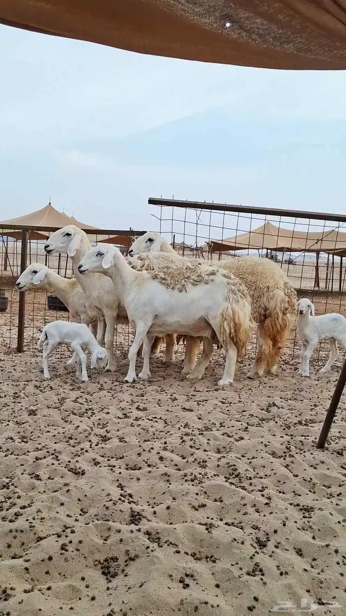 رخال حريات صنف الصنف 2