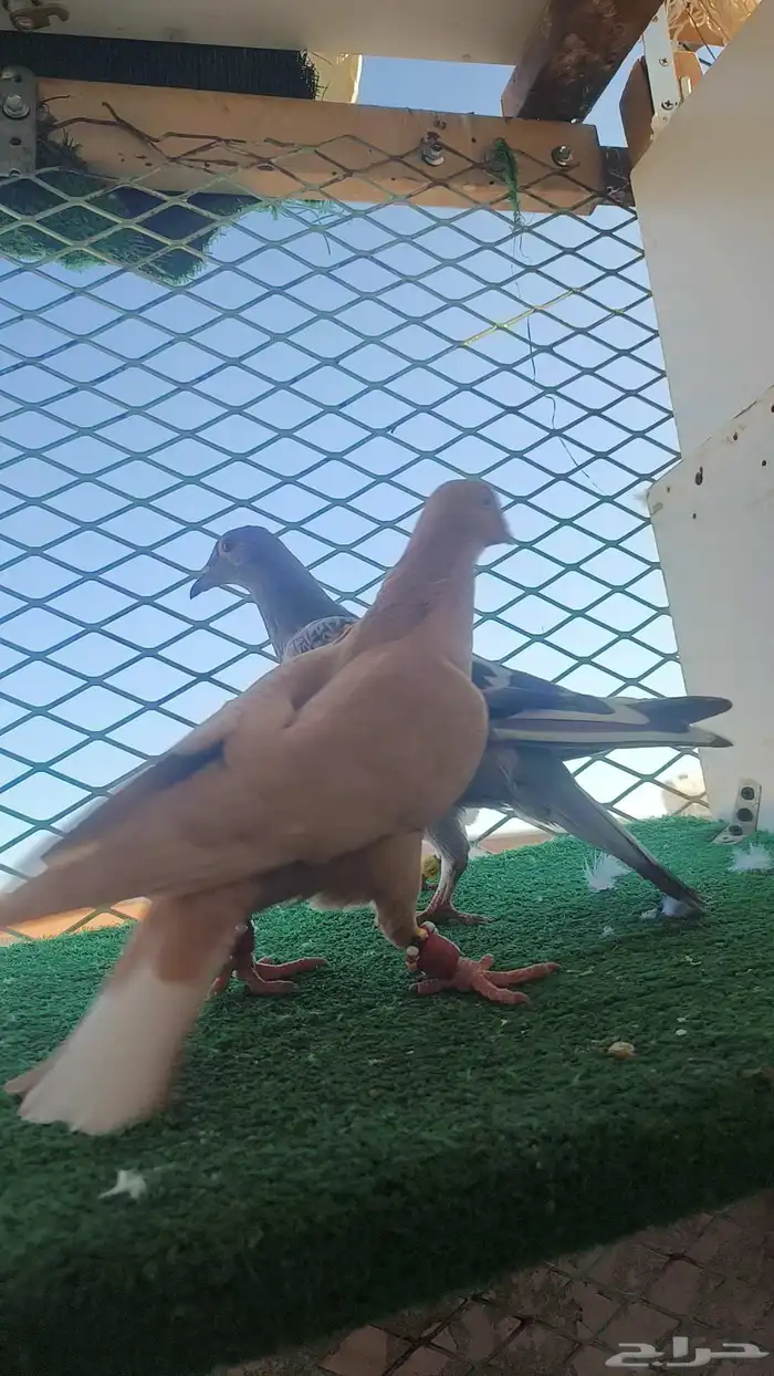 حمام شامي كش 7