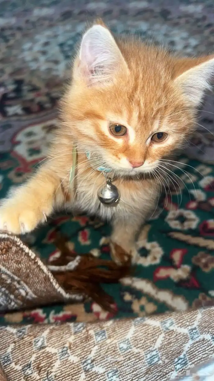 https   vt.tiktok.com ZSy7oxnYw 0