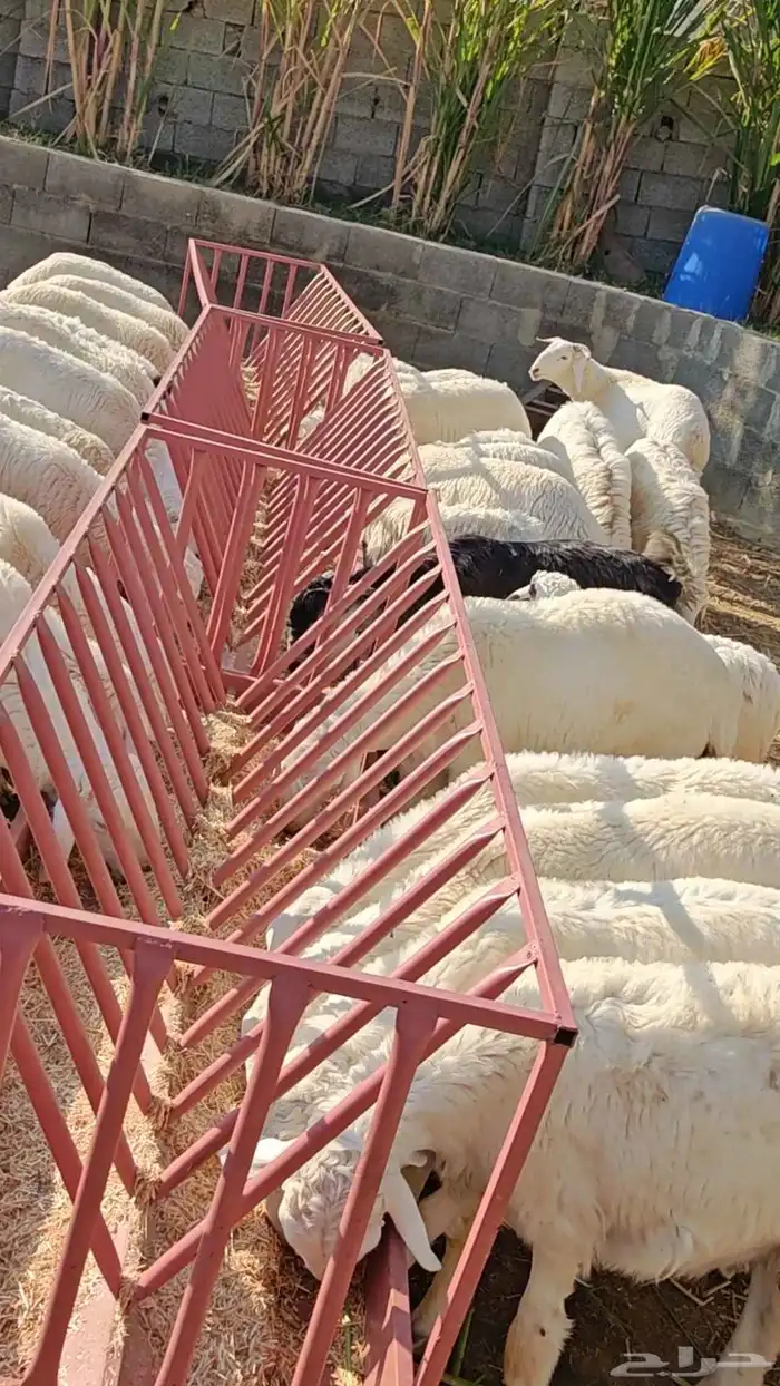 طليان حريه من الديره بلدي شرط الشرط 0