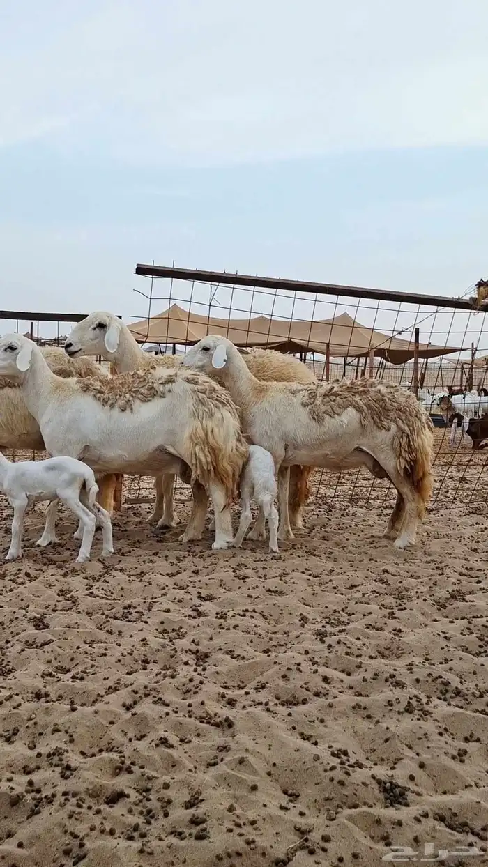 رخال حريات صنف الصنف 3