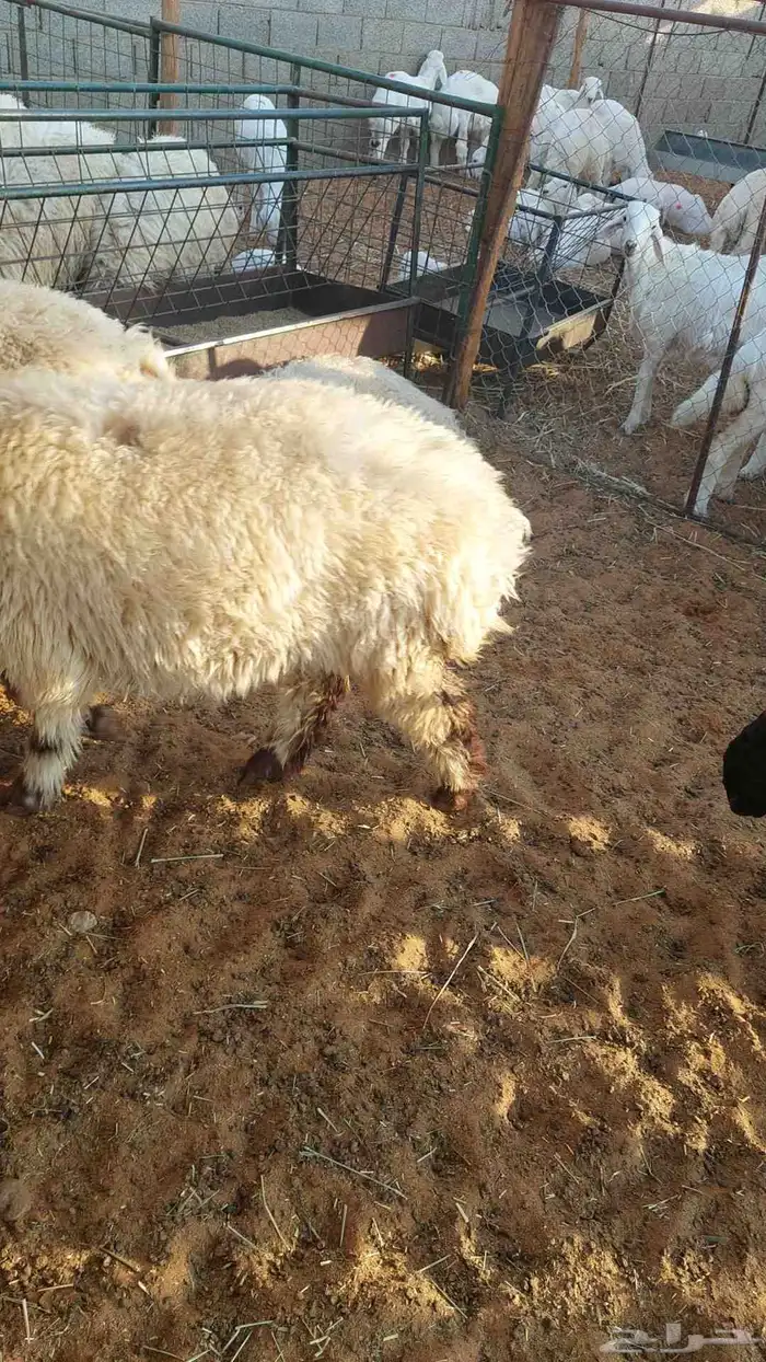 غنم نعيم بلدي 4